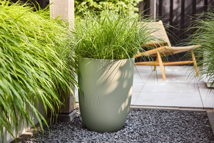 sereh high 40cm nordic green